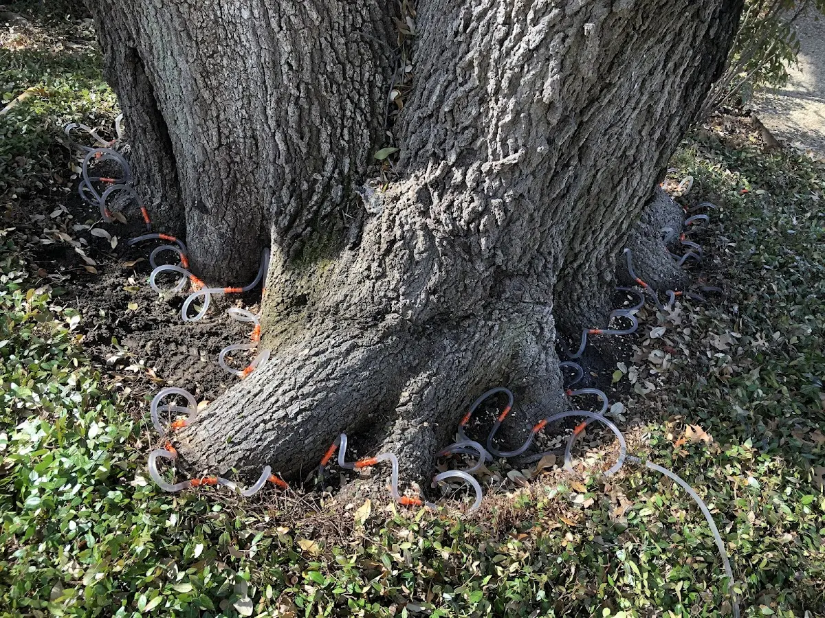 Detailed Tree Cabling and Bracing job site in Dresden