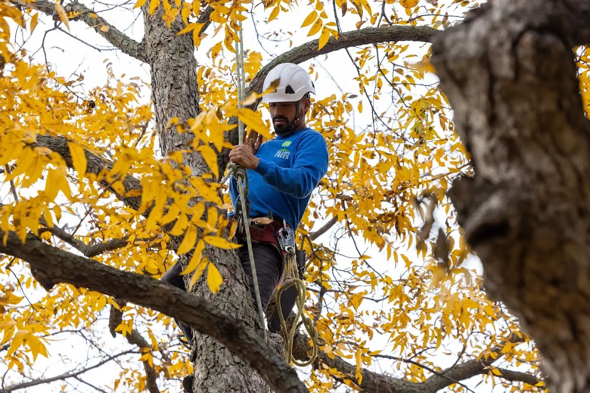 Skilled Tree Planing crew working in Dresden